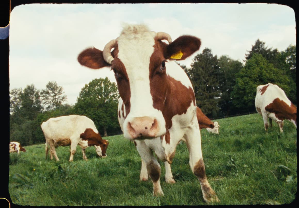A horned dairy cow looks directly into the camera in a green field