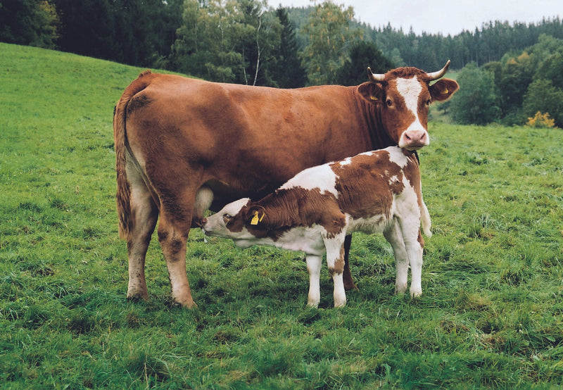 What is bovine colostrum?