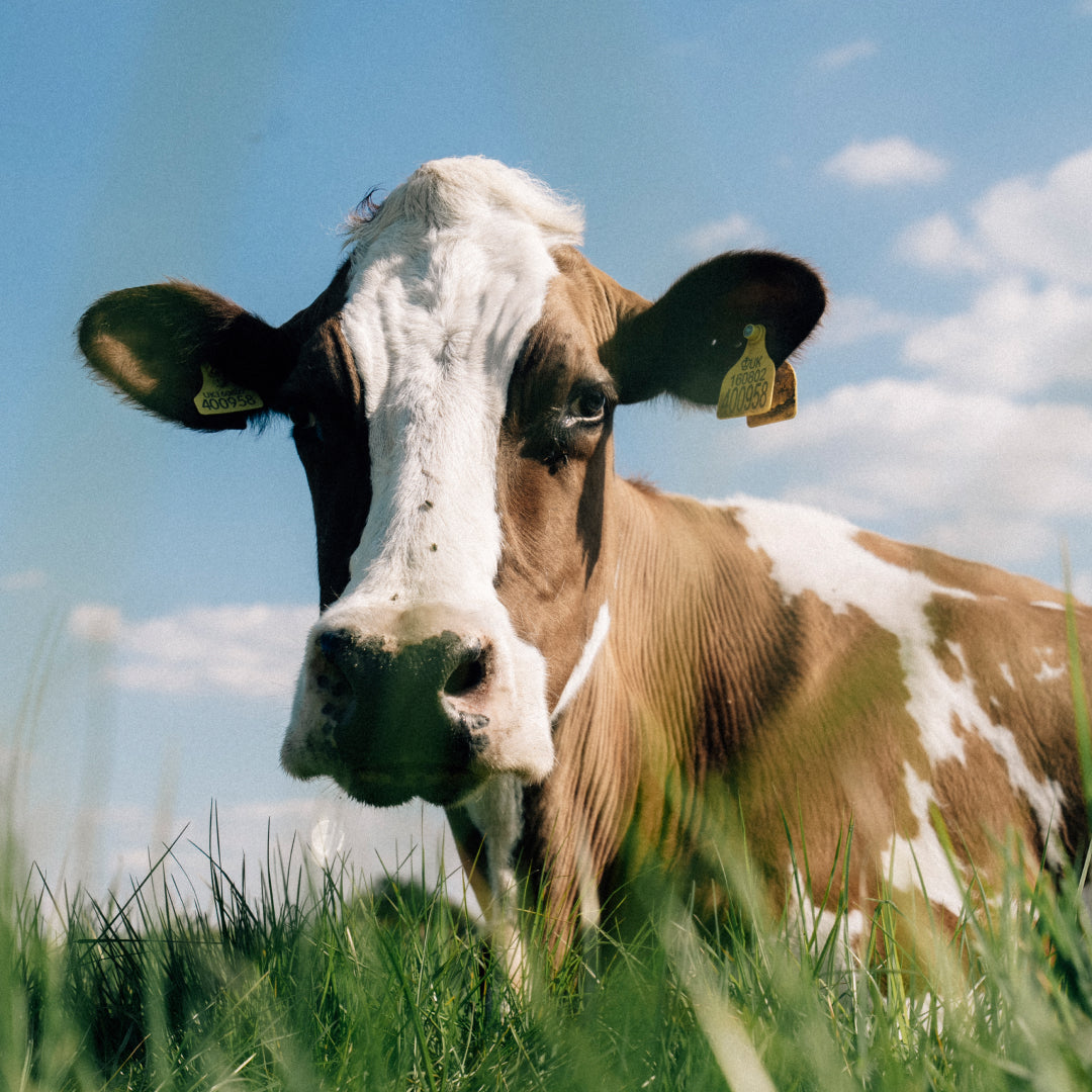 Raw Milk Organic A2 Grass-Fed 6x 1L