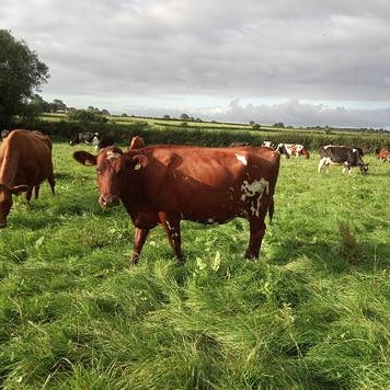 Raw Milk Organic A2 Grass-Fed 6x 1L