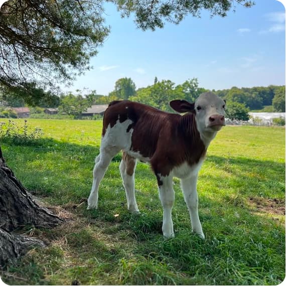 Raw milk editorial 3