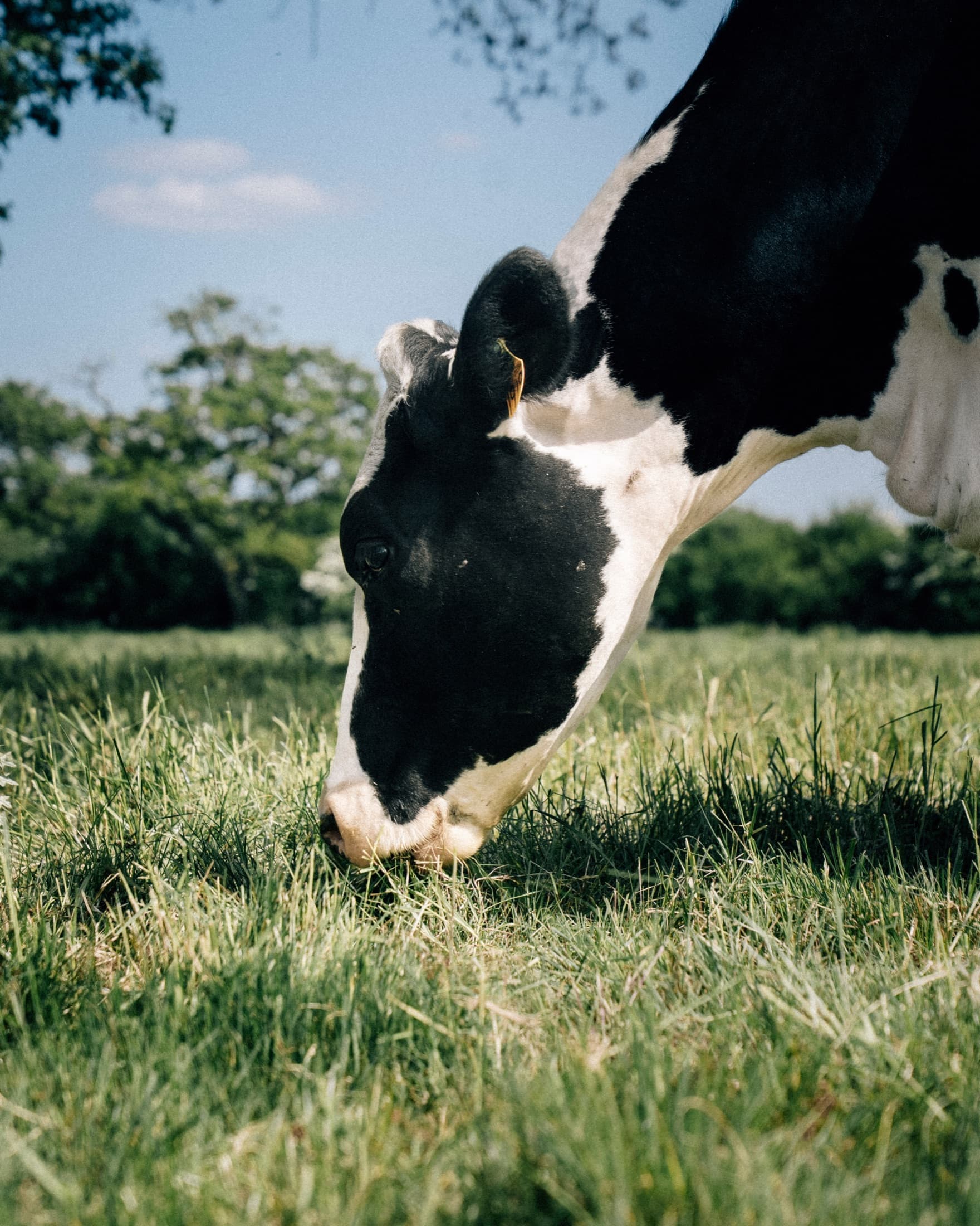 Cattle grazing on regenerative pasture