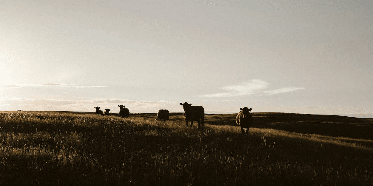 Beef Protein Powder Guide: Benefits, Sourcing, and FAQs