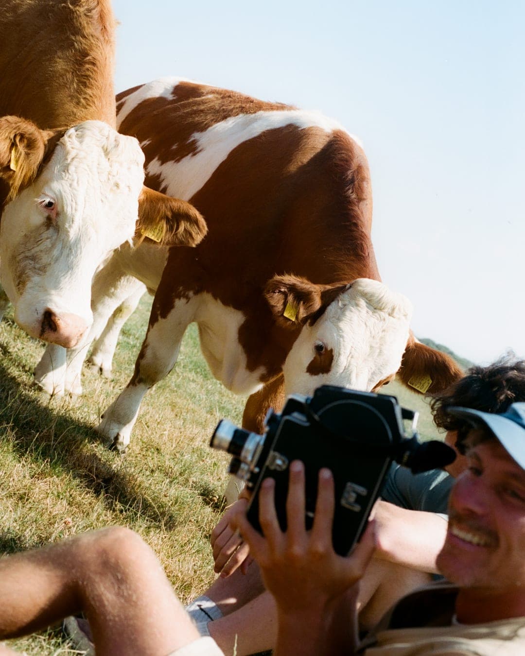 Two cows in a Kent field, and one of the Organised team filming them on a cine camera.