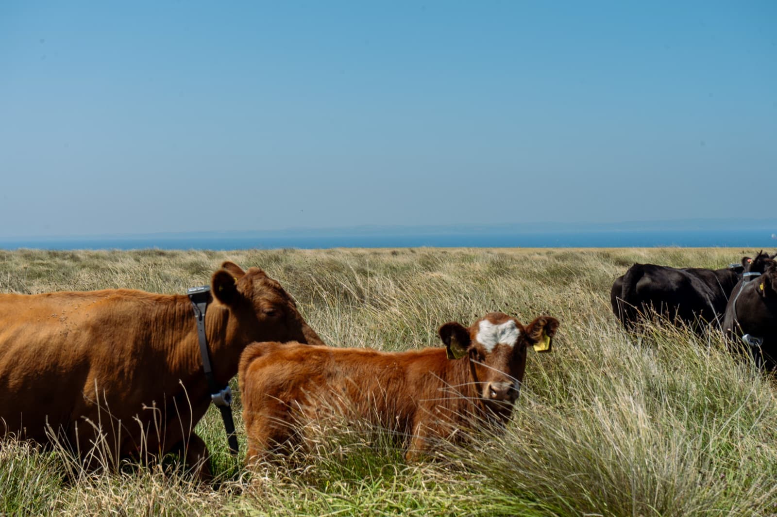 Cattle resting in long grass on a clifftop pasture, the sea behind them