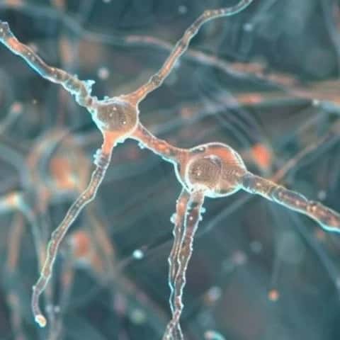 Nerve cells, close up