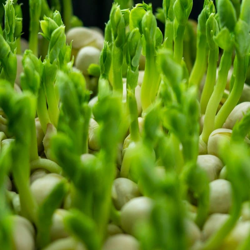 Pea shoots, close up