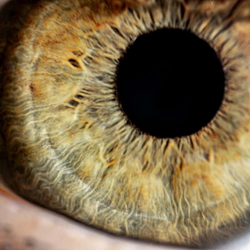 An eye's iris, close up