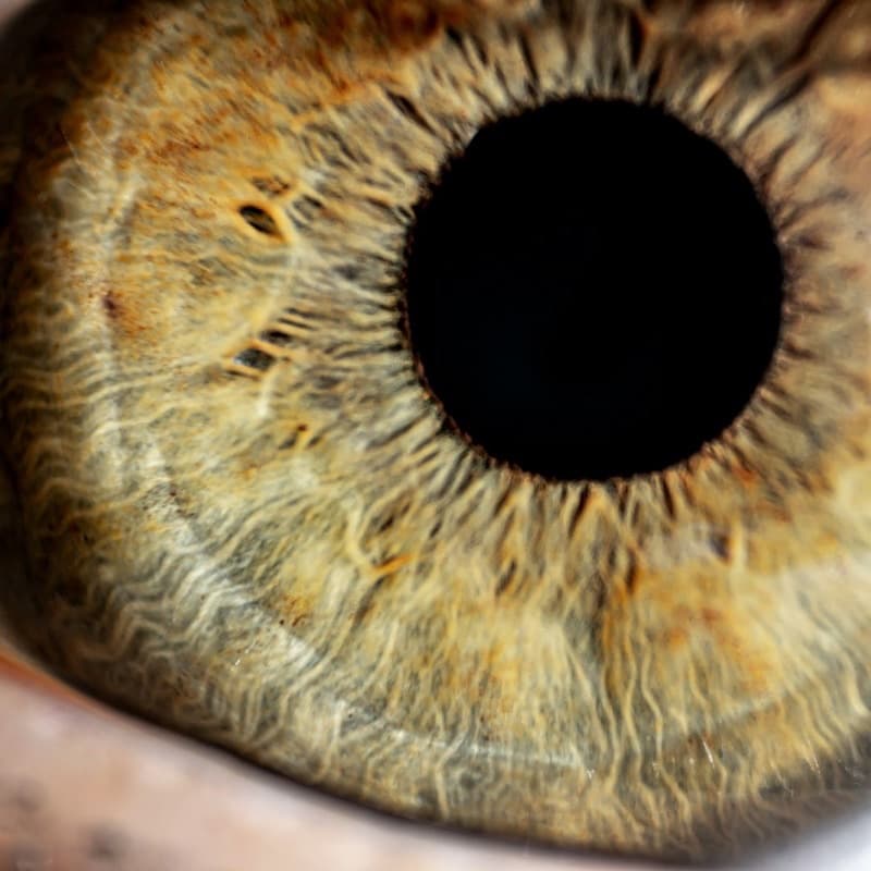 An eye's iris, close up