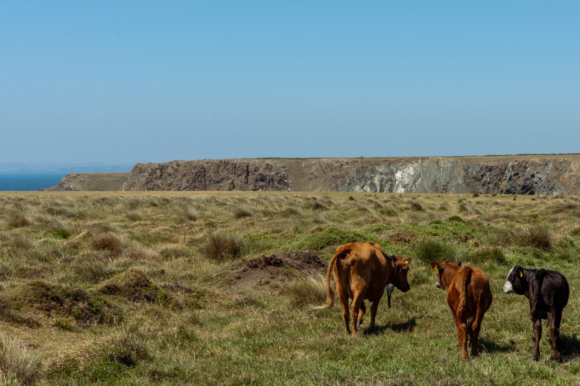 Cows grazing on clifftop pasture above the sea