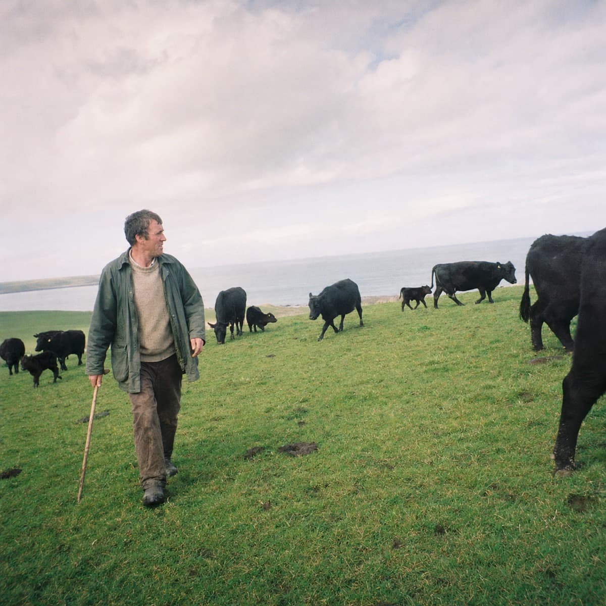 A farmer walking his pasture with the herd grazing behind him