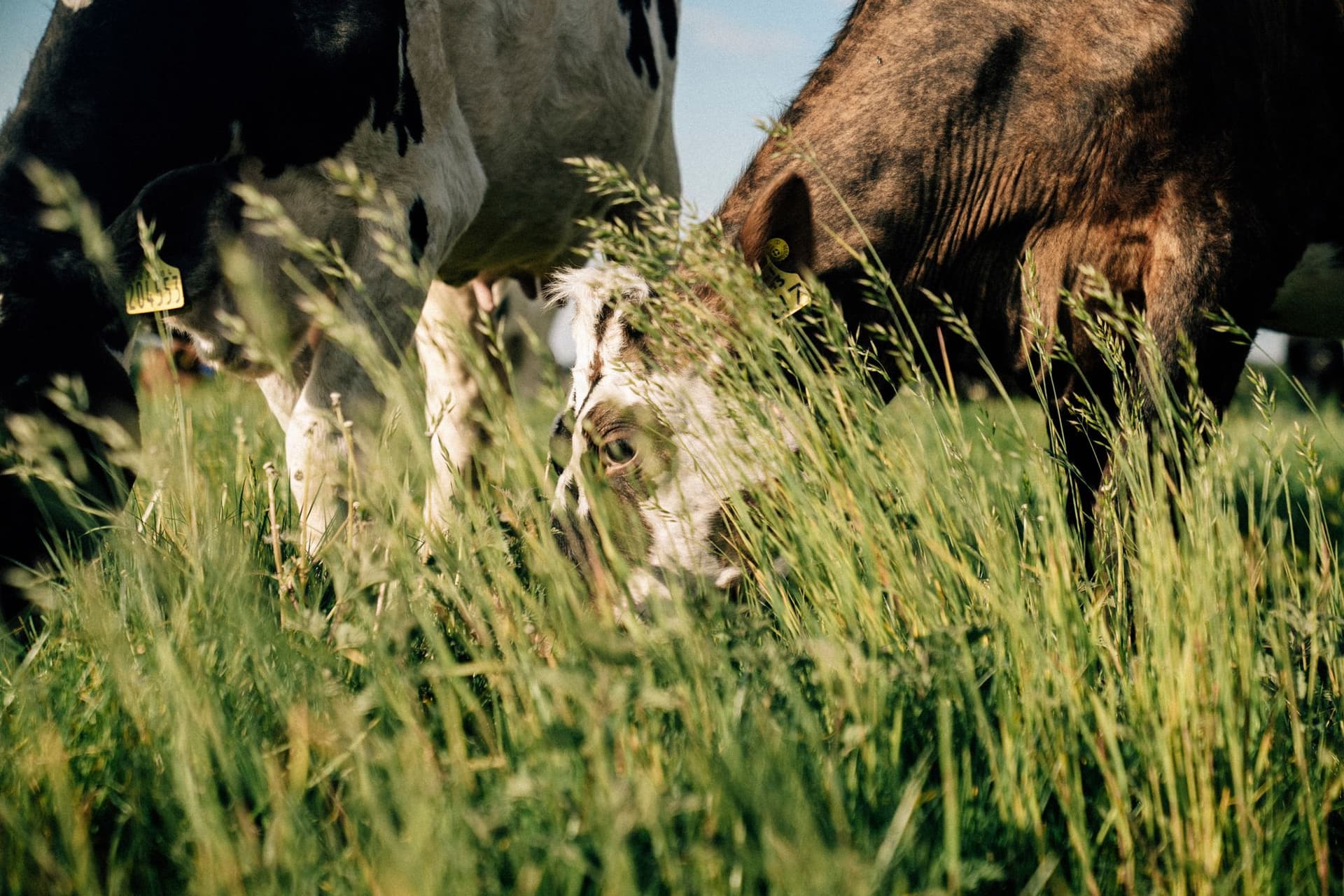 Cattle grazing in tall summer grass