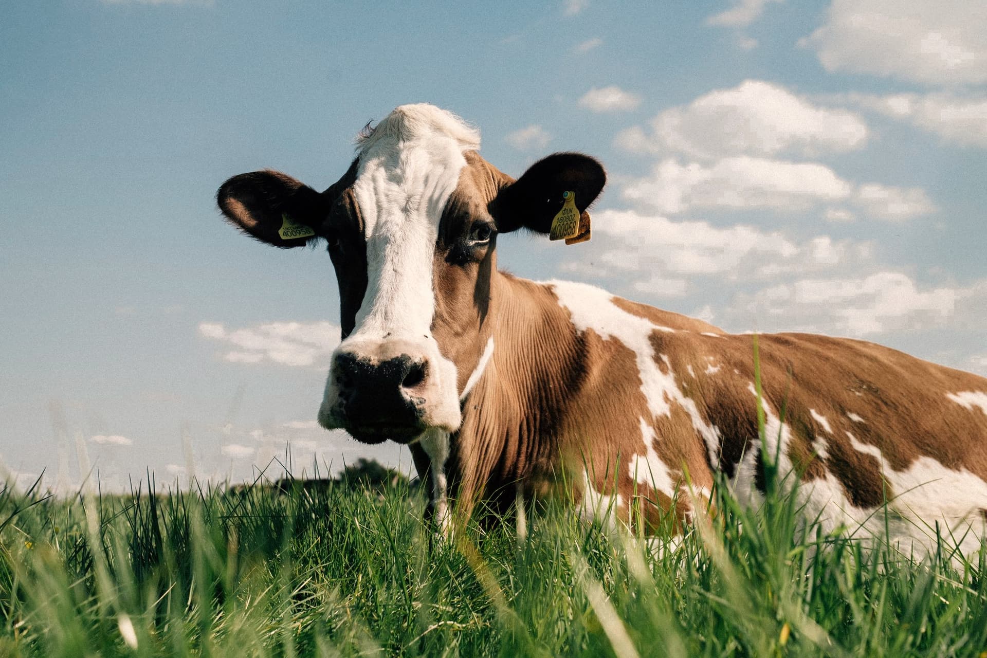 A cow lying in a meadow under an open sky