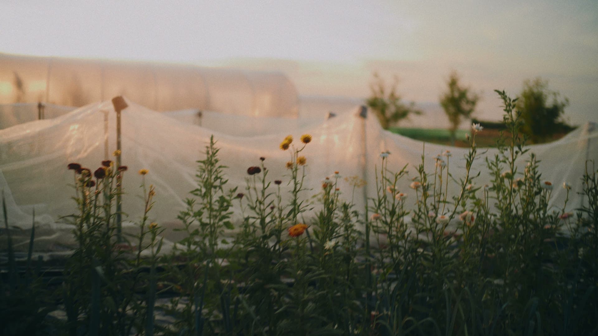 Wildflowers in the evening light in front of netted beds and a polytunnel on the farm