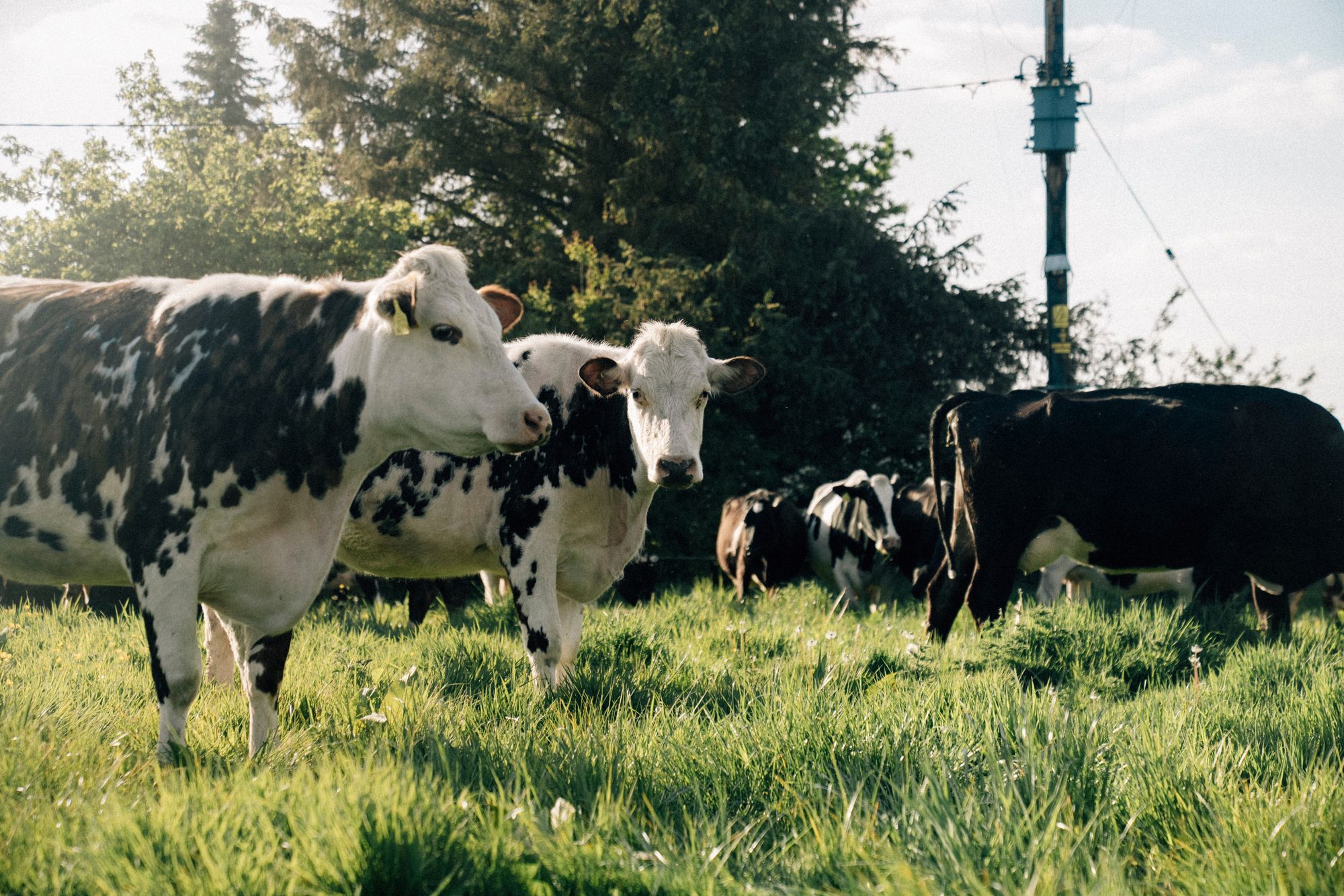 Grass-fed cattle in a green field