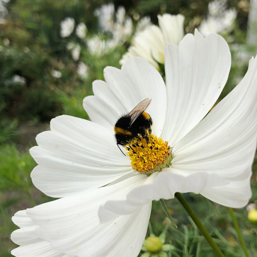 5 signs your honey is pure (not factory made)