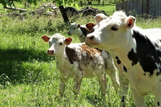 Why is colostrum so good for gut health?