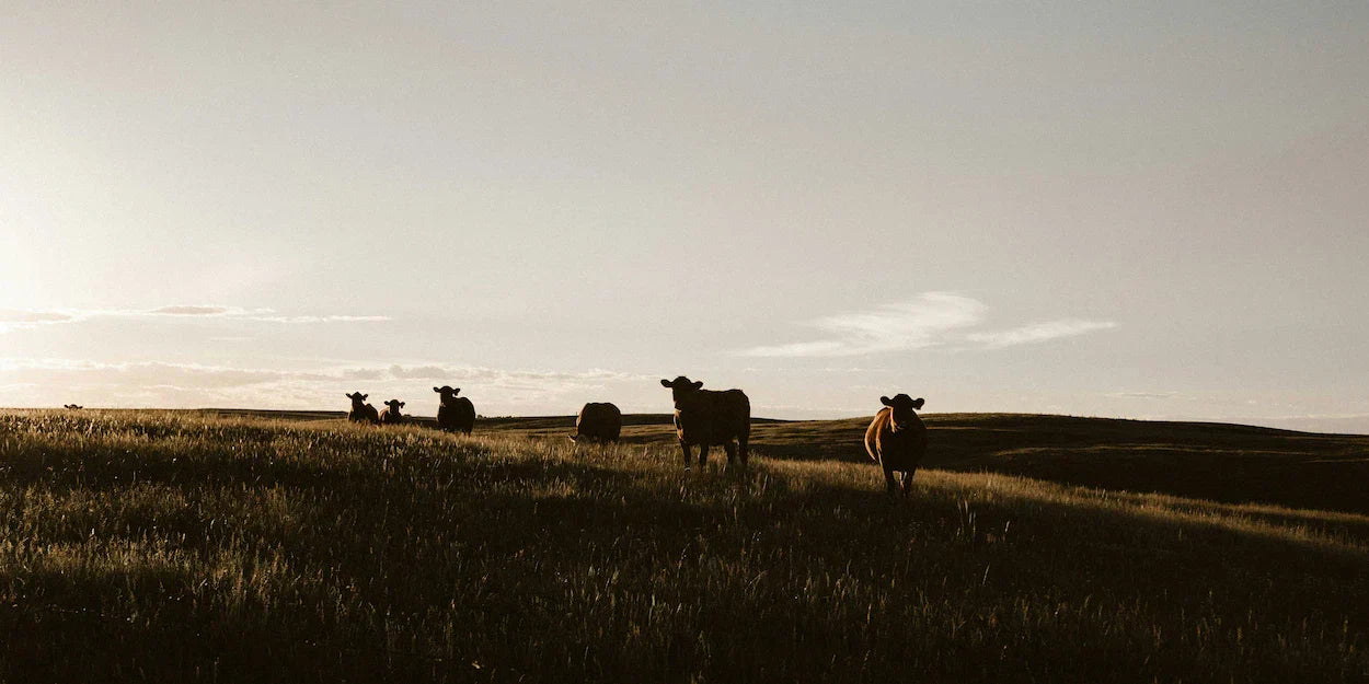 Beef protein powder guide