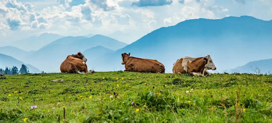 Beef Protein vs Whey Protein: Which Is Better?