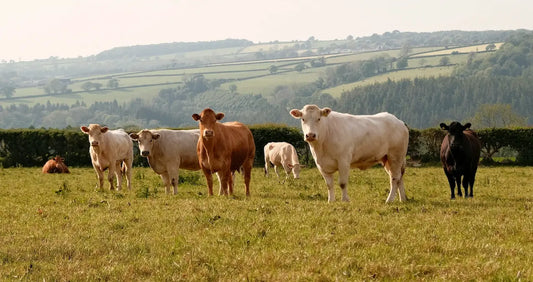 Bovine Collagen vs Marine Collagen: The Complete Guide