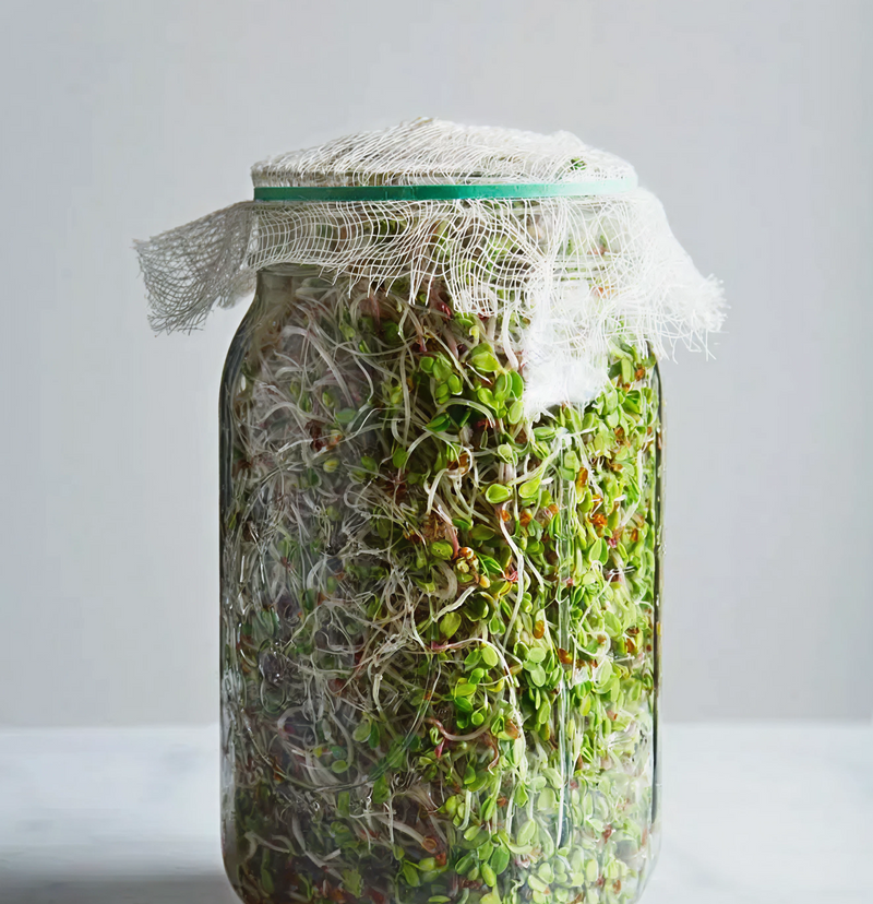 What the f are antinutrients?