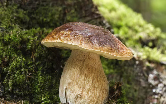 The hidden health cost of mould exposure