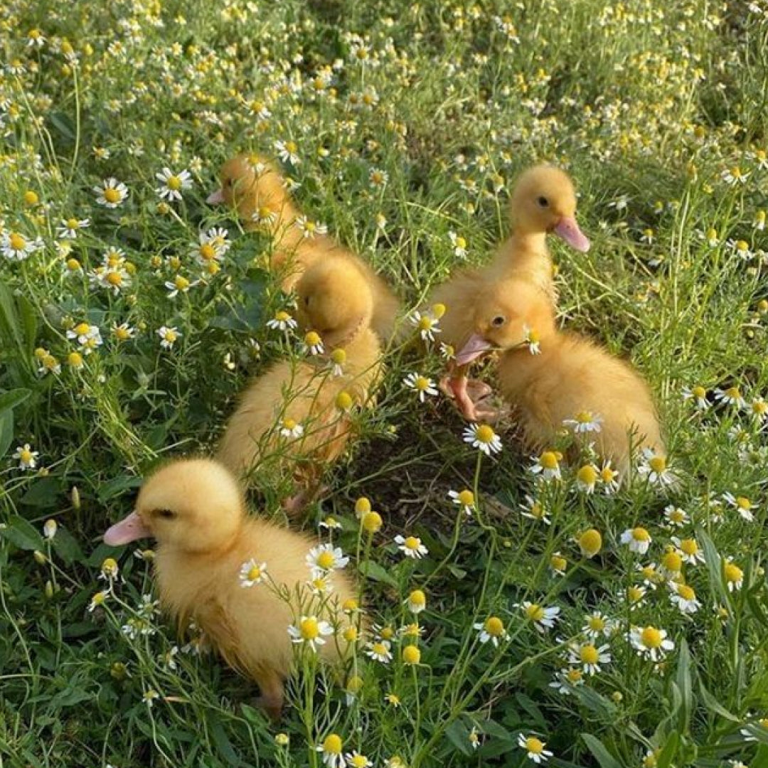 April's seasonal produce (& our guide against spring allergies)