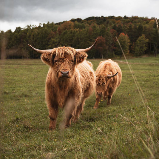 Why your immune system protocol isn't working (and what to do instead)