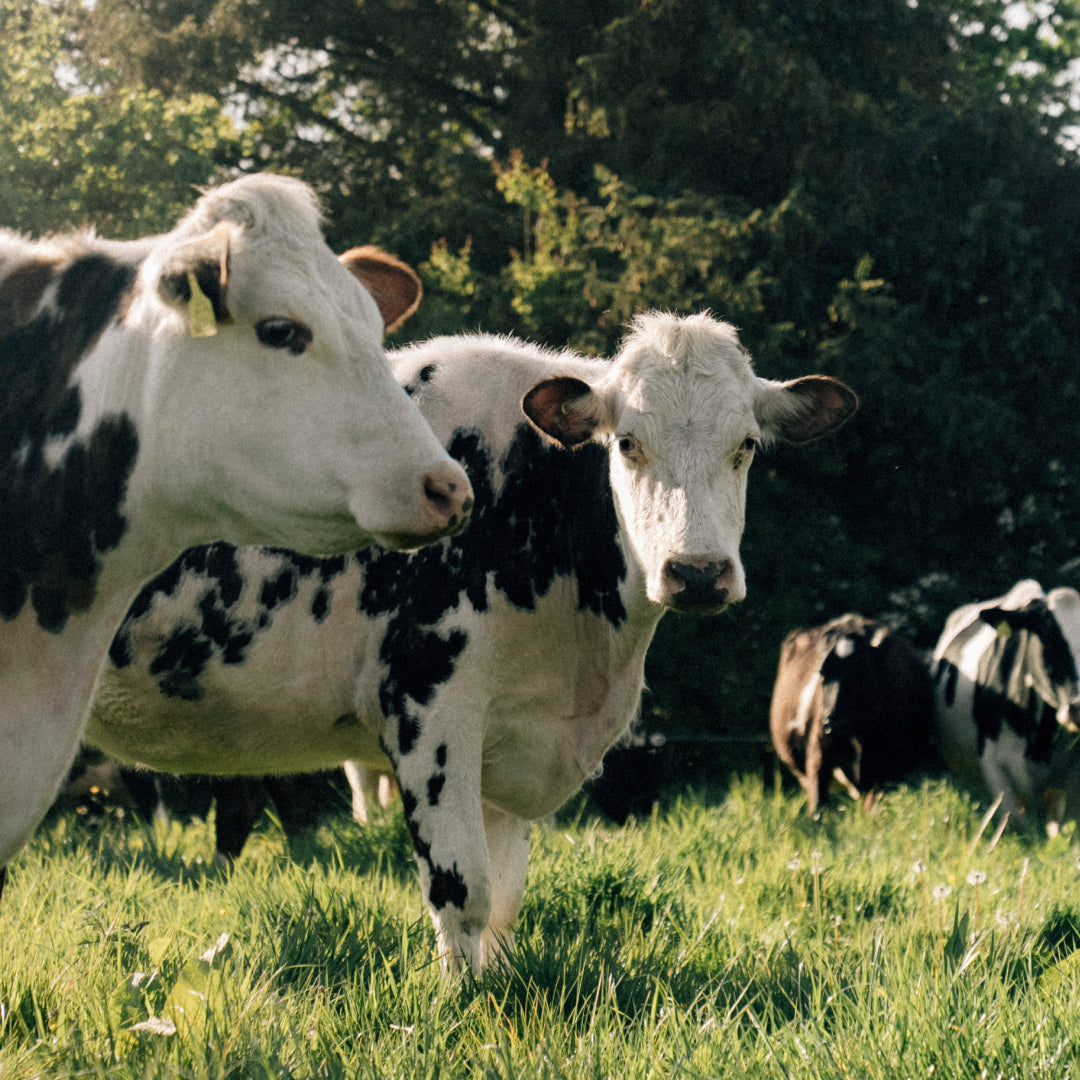 What the labels don’t tell you: Pasture-raised, grass-fed & more
