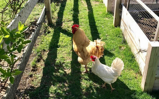 Egg labels explained (How to choose the healthiest eggs)