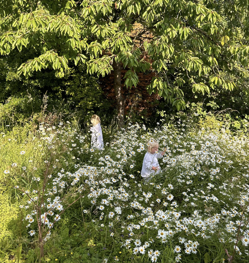 Children in a field of daisies, highlighting the connection between fertility support, reproductive health and beef organ supplements.