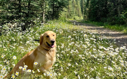 Our ancestral pet health guide