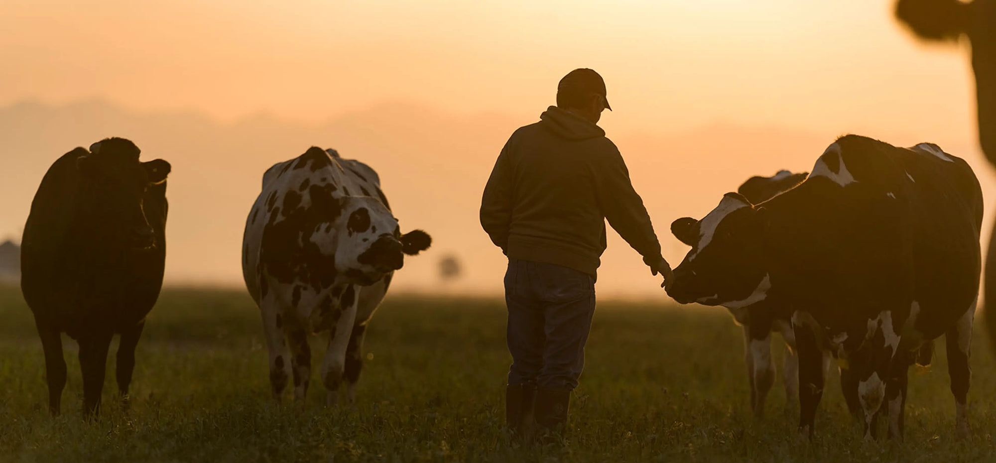 The truth about beef: grain-fed vs. grass-fed vs. regenerative